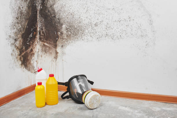 Best Water Damage Restoration  in Salix, PA