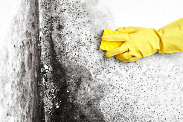 Salix, PA Mold Removal Company