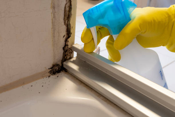 Home Mold Removal in Salix, PA