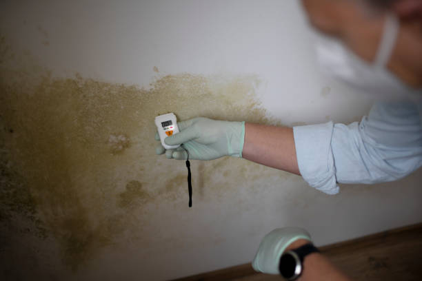 Best Professional Mold Removal  in Salix, PA