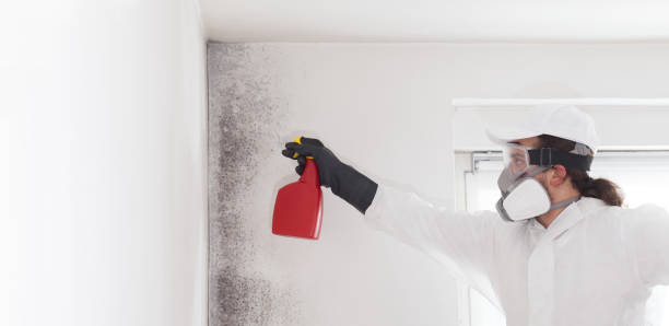 Best Black Mold Removal  in Salix, PA
