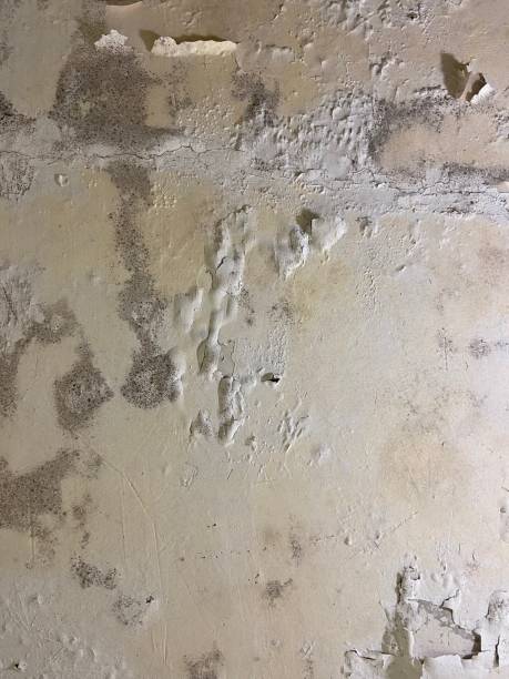 Best Mold Removal Company Near Me  in Salix, PA