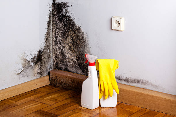 Best Office Mold Removal Services  in Salix, PA